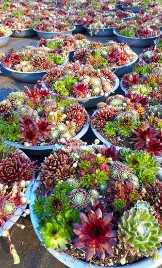 Evergreen Succulent Garden - Sempervivum Houseleek Garden In Zinc Bowl - Image 2