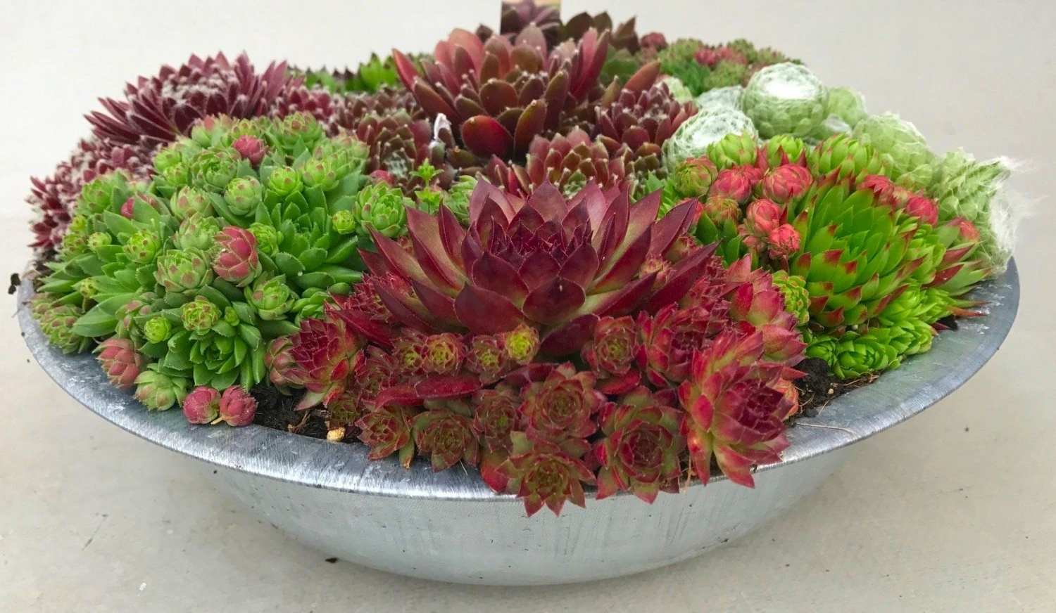 Evergreen Succulent Garden - Sempervivum Houseleek Garden In Zinc Bowl - Image 3