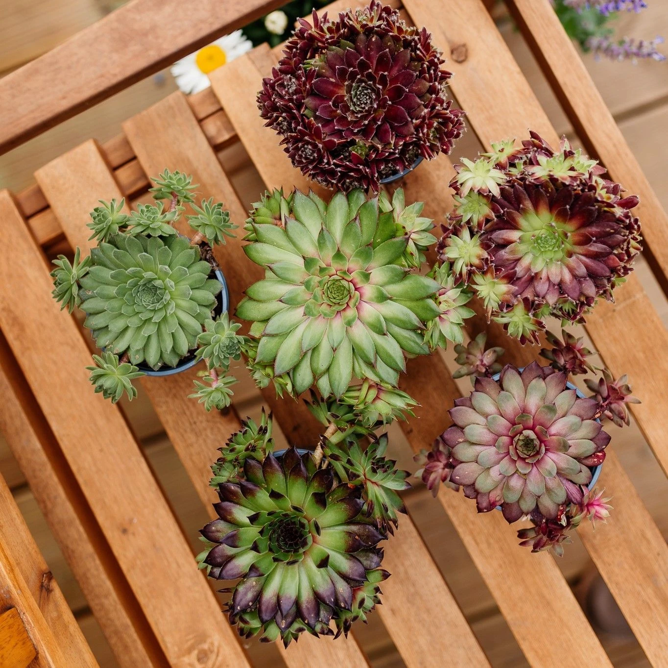 Sempervivum Houseleeks - Pack Of SIX Evergreen Hardy Succulent Plants - Image 8
