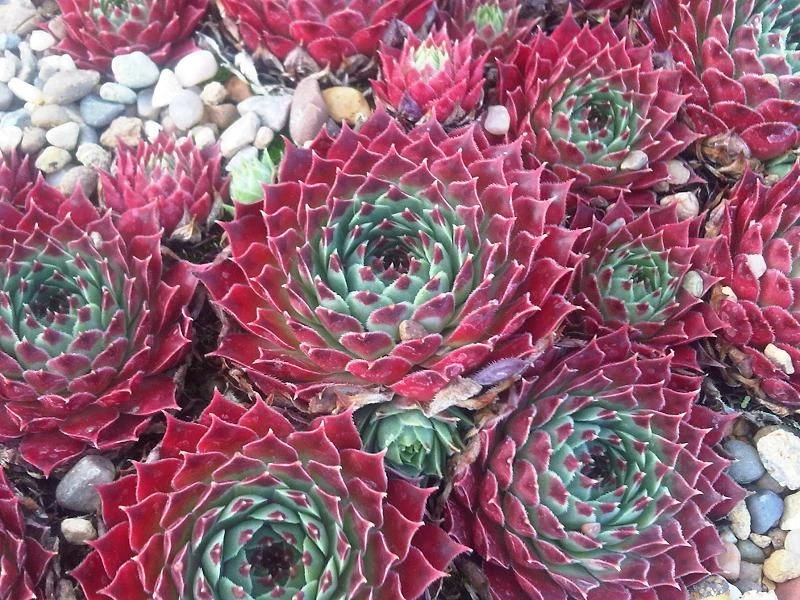 Sempervivum Houseleeks - Pack Of SIX Evergreen Hardy Succulent Plants - Image 4