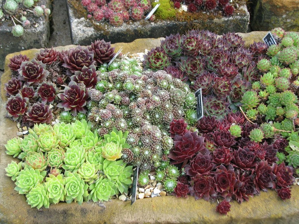Sempervivum Houseleeks - Pack Of SIX Evergreen Hardy Succulent Plants - Image 6