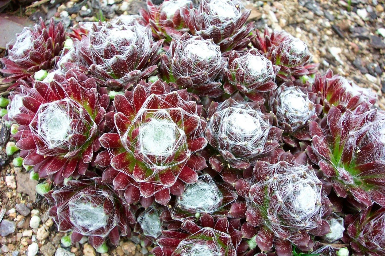Sempervivum Houseleeks - Pack Of TEN Evergreen Hardy Succulent Plants - Image 7
