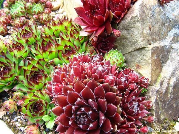 Sempervivum Houseleeks - Pack Of SIX Evergreen Hardy Succulent Plants - Image 3