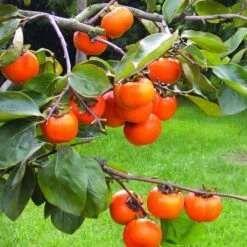 LARGE 1.5-1.8m Hardy Sharon Fruit Tree - Diospyros Kaki Specimen - Grow Your Own Persimmons!