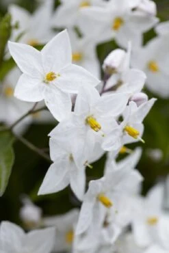 Solanum Jasminum Album - Evergreen Climber