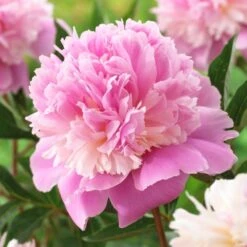 Paeonia Lactiflora Sorbet - Large Flowered Herbaceous Peony