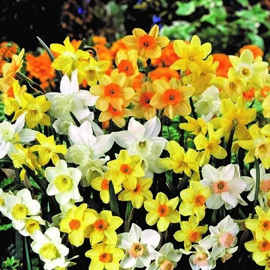 Narcissus Spring Fragrance - Pack Of 25 Bulbs