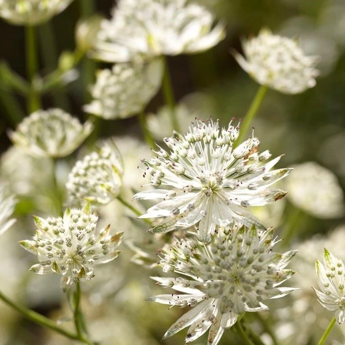Astrantia Major Star Of Billion - Masterwort