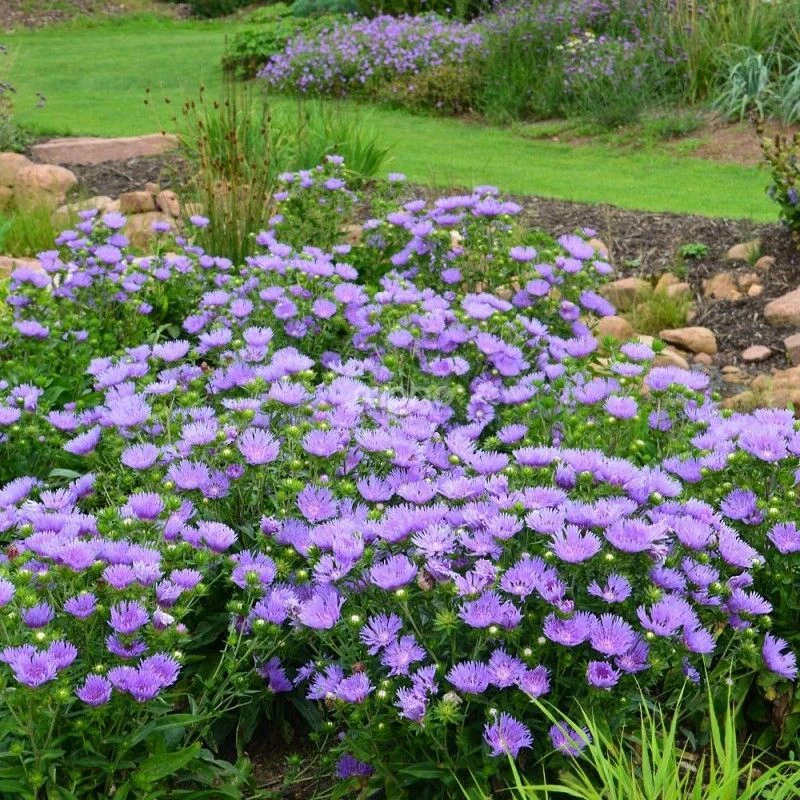 Stokesia Laevis 'Mel's Blue' - Blue Stokes Aster - Image 2