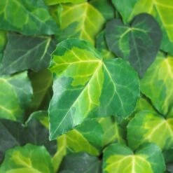 Large 6-7ft Specimen Climber - Hedera Sulphur Heart - Evergreen Ivy