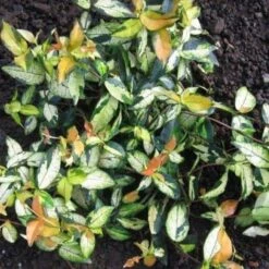 Trachelospermum 'Summer Sunset' - Star Jasmine Asiaticum Ogon Nishiki