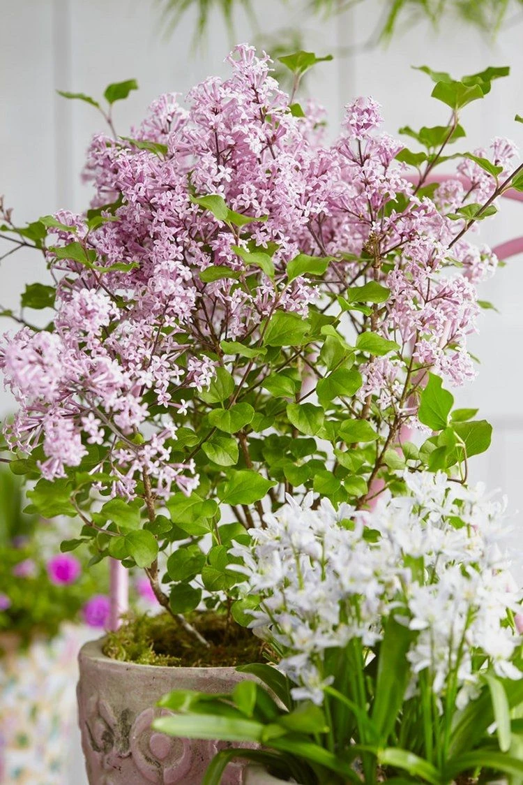 Dwarf Hungarian Lilac - Syringa Josikaea - Scented Flowering Lilac - Image 3