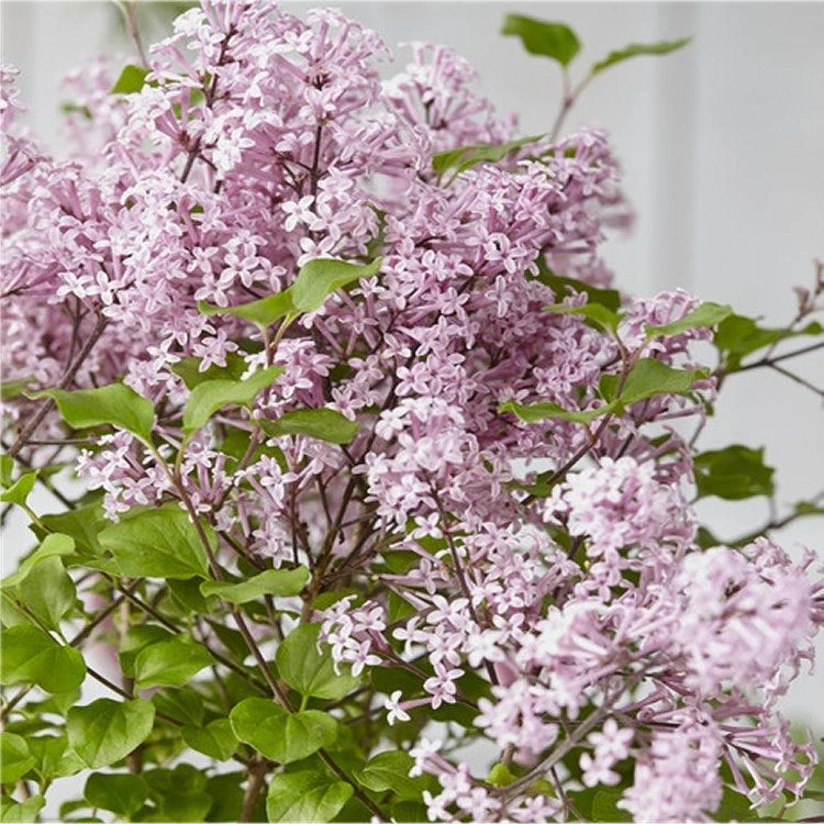 Dwarf Hungarian Lilac - Syringa Josikaea - Scented Flowering Lilac - Image 2