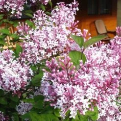 Dwarf Hungarian Lilac - Syringa Josikaea - Scented Flowering Lilac