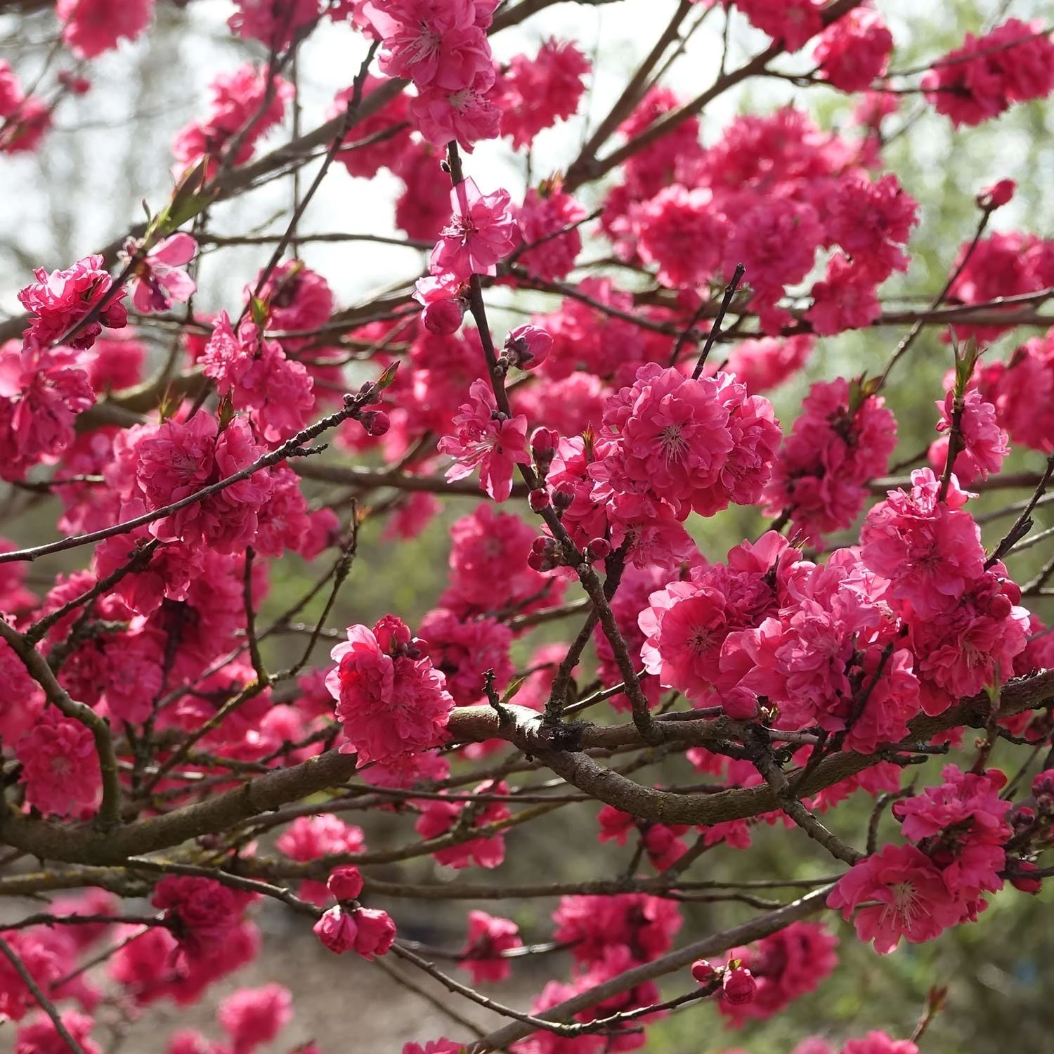 Prunus Persica Taoflora Red - Circa 150cms Tall - Image 3