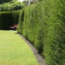 Taxus Baccata - English Yew - Large Circa 100-120cm Tall Bushy Plants