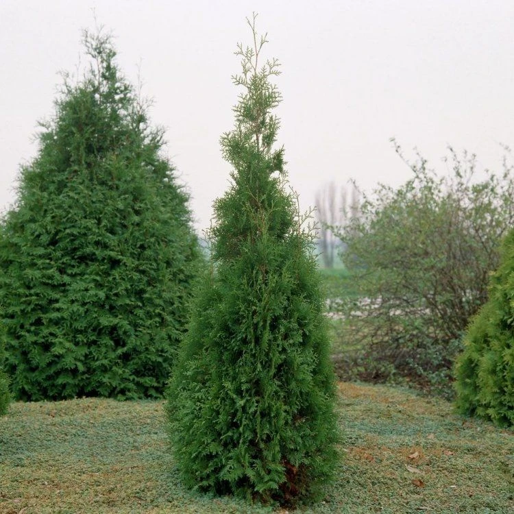 Thuja Occidentalis Brabant - Circa 180cm Specimen Or Hedging Conifer - Image 3