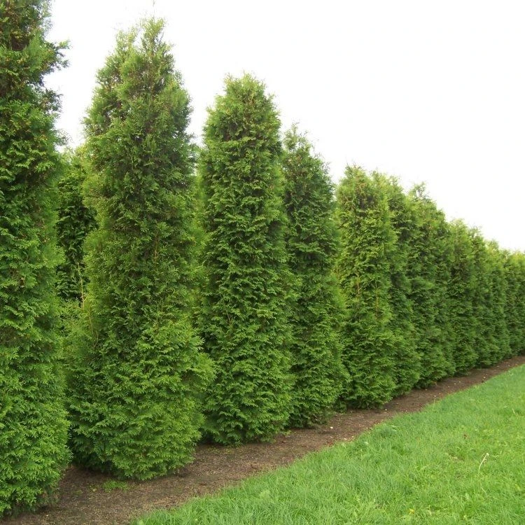 Thuja Occidentalis Brabant - Circa 180cm Specimen Or Hedging Conifer - Image 2