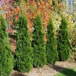 Super Bushy Thuja Occidentalis 'Smaragd' - 100-120cm Specimen Or Hedging Conifers