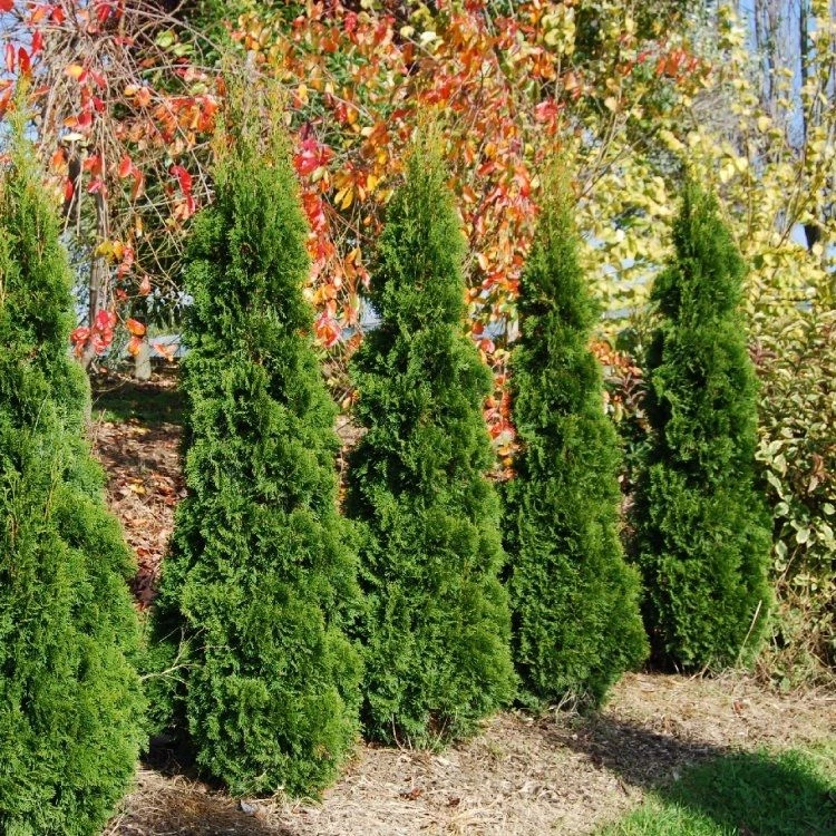 Super Bushy Thuja Occidentalis 'Smaragd' - 100-125cm Specimen Or Hedging Conifers