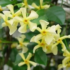 Large 6-7ft Specimen Climber - Star Jasmin - Fragrant Evergreen Trachelospermum 'Chilli And Vanilla'