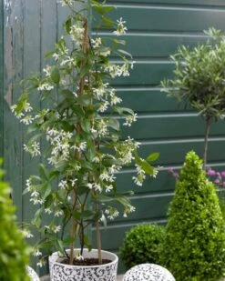 Star Jasmin - Fragrant Evergreen Trachelospermum Climber Pyramid