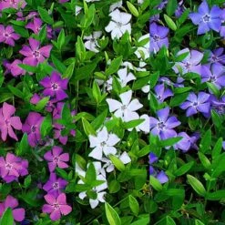 Vinca Minor Multi-Colour - Tricolour Flowers Evergreen - Pack Of THREE Lesser Periwinkle Plants