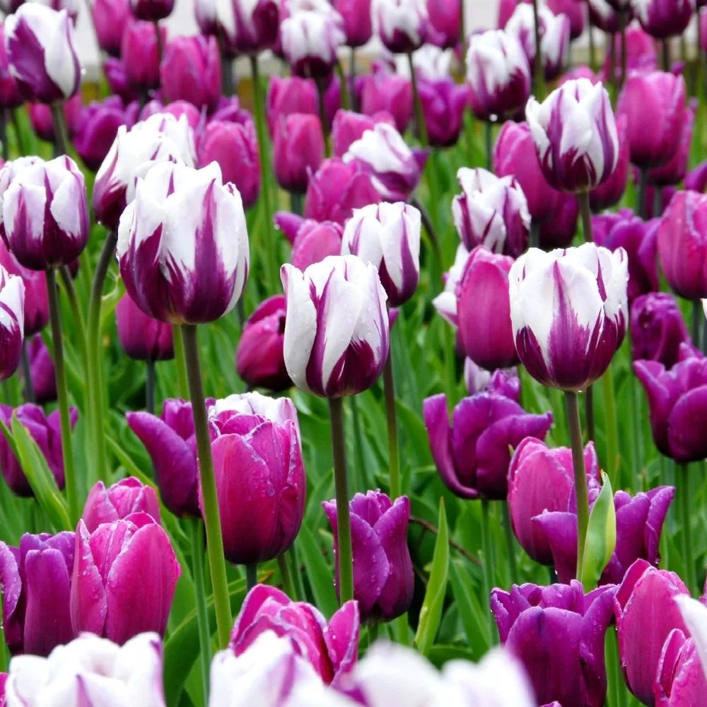 Tulip Rembrandt Painter's Brush Blend - Pack Of 25 Bulbs