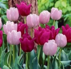 Tulip Simply Elegance - Pack Of 25 Bulbs