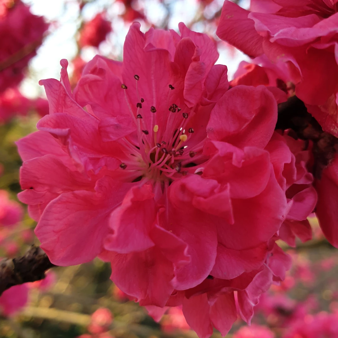 Prunus Persica Taoflora Red - Circa 150cms Tall - Image 2