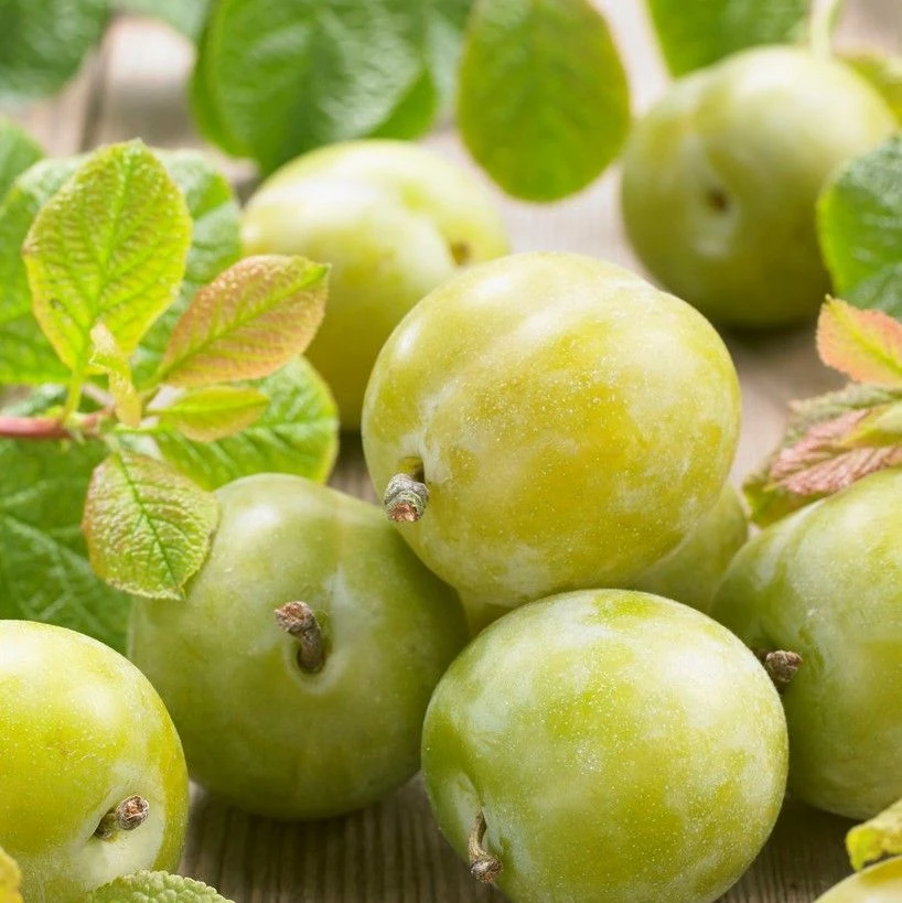 Plum - Prunus Reine Claude Verte - Greengage