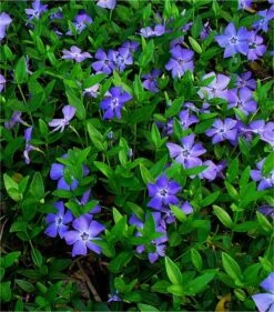 Vinca Minor - Pack Of THREE - Blue Flowered Evergreen Ground Covering Lesser Periwinkle Plants