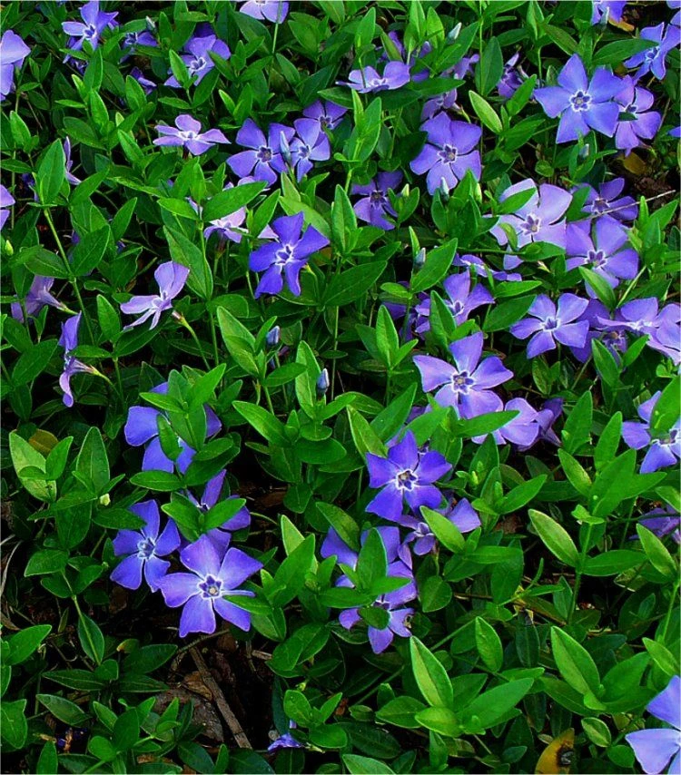 Vinca Minor - Pack Of THREE - Blue Flowered Evergreen Ground Covering Lesser Periwinkle Plants