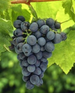 Vitis Vinifera Blauer Burgunder