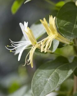 Lonicera Japonica 'Hall's Prolific'