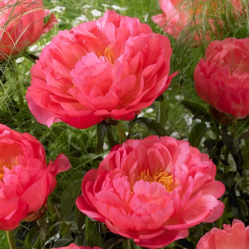 Paeonia Coral Sunset - Peony - Image 2