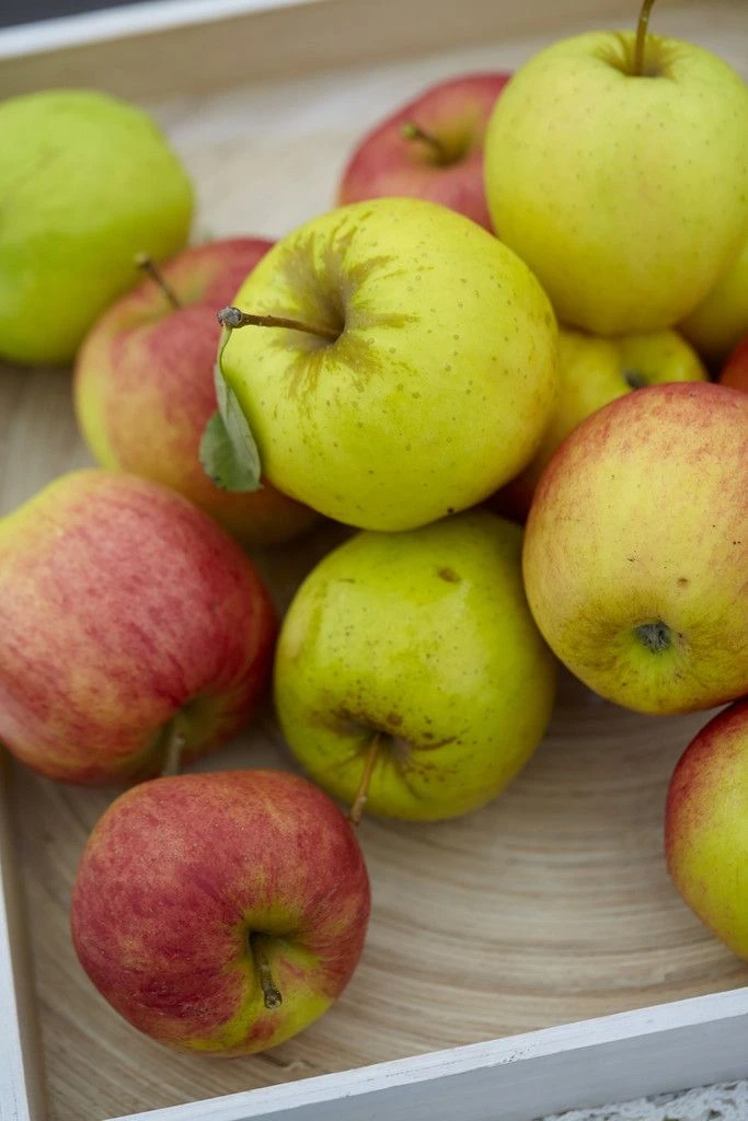 Apple Tree - Duo Tree - Golden Delicious And Gala Apple - Large Established Fruit Tree - Image 3