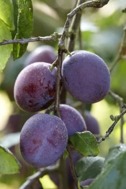 Patio Fruit Tree - Prunus Domestica Jubileum - Plum Tree