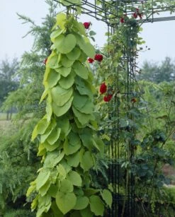 Large 6-7ft Specimen Climber - Aristolochia Macrophylla