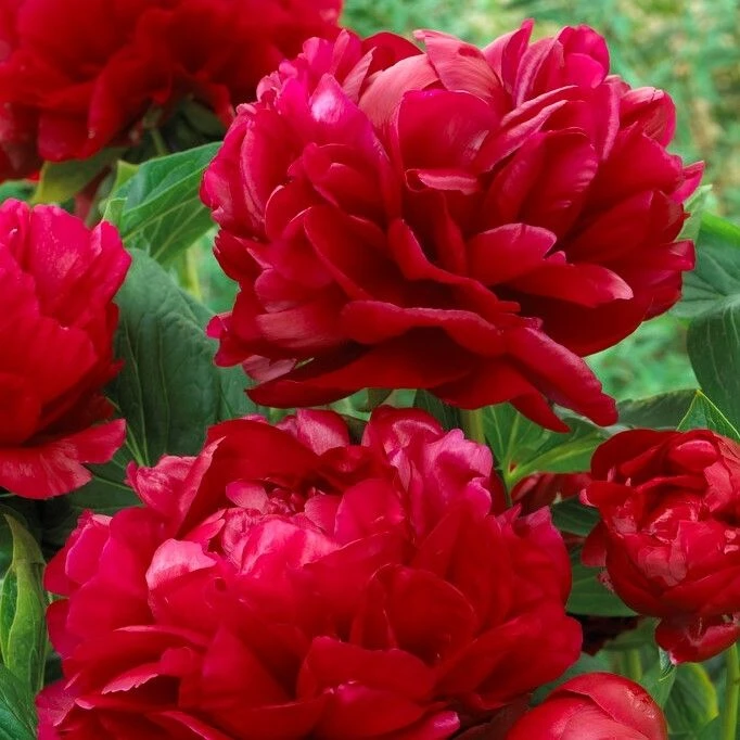 Paeonia Henry Bockstoce - Peony - Pack Of THREE - Image 2