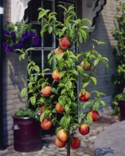 PEACH TREE - Prunus Persica