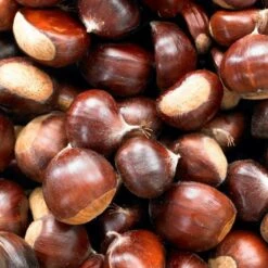 Sweet Chestnut - Castanea Sativa