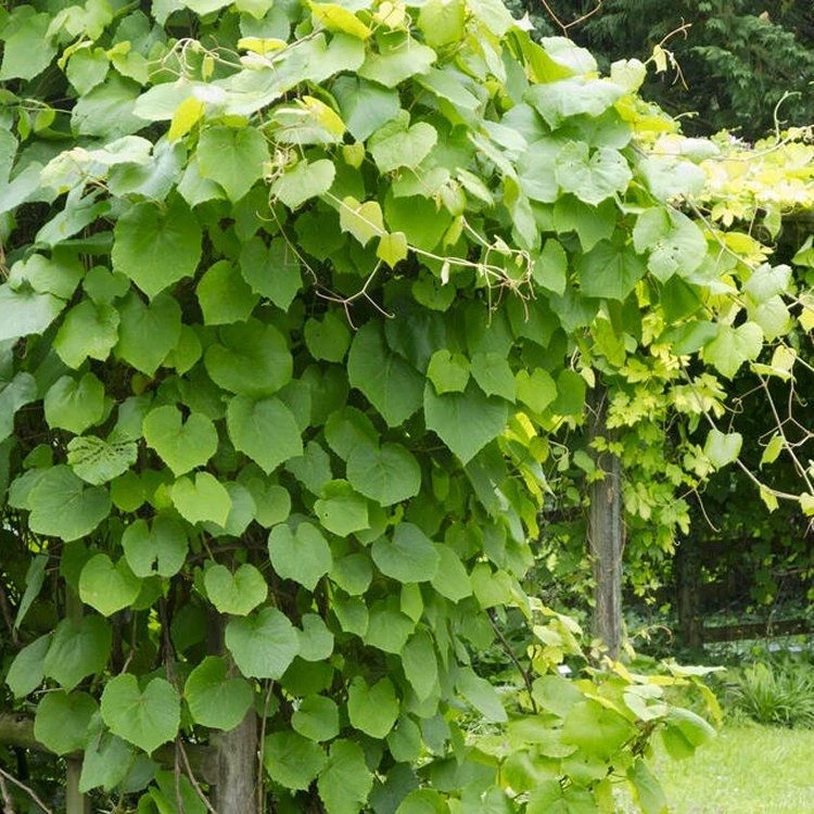 Vitis Coignetiae - Crimson Glory Vine (120/140cm) - Image 3