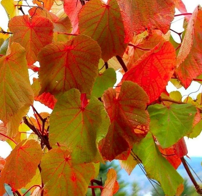 Vitis Coignetiae - Crimson Glory Vine (120/140cm) - Image 2