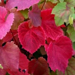 Vitis Coignetiae - Crimson Glory Vine (120/140cm)