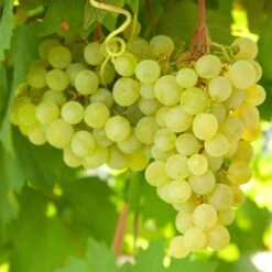 Vitis Golden Champion - White Grape