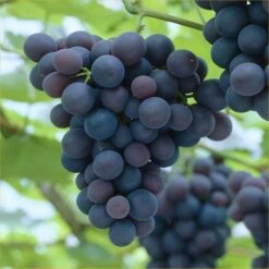 Vitis Vinifera Frankenthaler - Black Hamburg Grape Vine - Young Plant