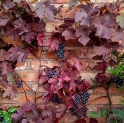 Large Circa 6ft Grape Vine - Vitis Vinifera 'Purpurea'