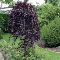 Fagus Sylvatica Purpurea Pendula 'Purple Fountain' - Weeping Copper Purple Beech Tree - Circa 150-180cms Tall