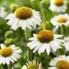 Echinacea Purpurea White Meditation - Cone Flower Plants